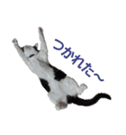 保護猫ユキと保健所猫うみ（個別スタンプ：9）