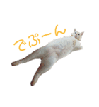 保護猫ユキと保健所猫うみ（個別スタンプ：10）