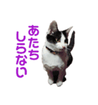保護猫ユキと保健所猫うみ（個別スタンプ：12）