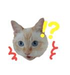 保護猫ユキと保健所猫うみ（個別スタンプ：14）