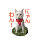 保護猫ユキと保健所猫うみ（個別スタンプ：15）