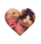 保護猫ユキと保健所猫うみ（個別スタンプ：16）