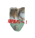 ラフコリーと仲間達（個別スタンプ：3）