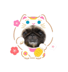 ぼん蔵くん2（個別スタンプ：13）
