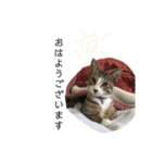 粋の日常すたんぷ（個別スタンプ：1）