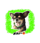 中田家のチワワ（個別スタンプ：4）