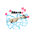 中田家のチワワ（個別スタンプ：5）