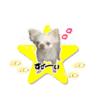 中田家のチワワ（個別スタンプ：12）