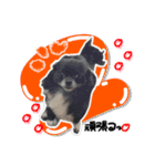 中田家のチワワ（個別スタンプ：19）
