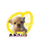 中田家のチワワ（個別スタンプ：20）
