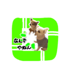 中田家のチワワ（個別スタンプ：21）