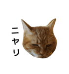 茶トラ猫のブシくん。（個別スタンプ：15）