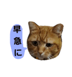茶トラ猫のブシくん。（個別スタンプ：29）