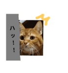 茶トラ猫のブシくん。（個別スタンプ：30）