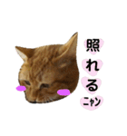 茶トラ猫のブシくん。（個別スタンプ：31）