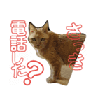 みみみまるちゃん（個別スタンプ：7）