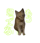 みみみまるちゃん（個別スタンプ：8）