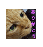 みみみまるちゃん（個別スタンプ：9）