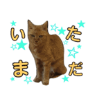 みみみまるちゃん（個別スタンプ：12）