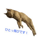 みみみまるちゃん（個別スタンプ：17）