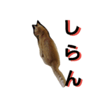 みみみまるちゃん（個別スタンプ：20）