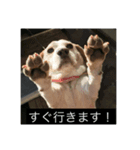 ラッキー＆うずらーず（個別スタンプ：2）