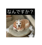 ラッキー＆うずらーず（個別スタンプ：3）