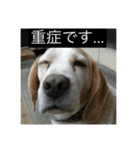 ラッキー＆うずらーず（個別スタンプ：4）