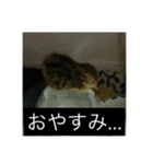 ラッキー＆うずらーず（個別スタンプ：5）