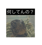 ラッキー＆うずらーず（個別スタンプ：6）