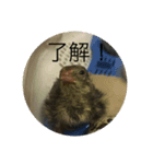 ラッキー＆うずらーず（個別スタンプ：7）