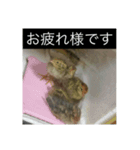 ラッキー＆うずらーず（個別スタンプ：8）