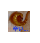 [リアル]かわいいミルワームちゃん（個別スタンプ：3）