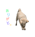 のんのワンコbyかいくん（個別スタンプ：5）