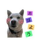のんのワンコbyかいくん（個別スタンプ：8）