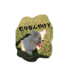 ベルの生活（個別スタンプ：3）