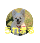 ベルの生活（個別スタンプ：7）