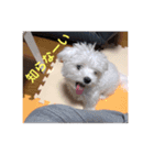 こむすけスタンプ（個別スタンプ：1）