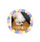 こむすけスタンプ（個別スタンプ：3）