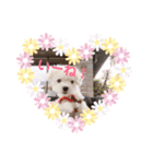 こむすけスタンプ（個別スタンプ：4）