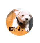 こむすけスタンプ（個別スタンプ：6）