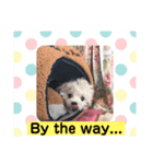 こむすけスタンプ（個別スタンプ：7）