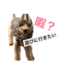 ○家の犬 ①（個別スタンプ：6）