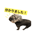 ○家の犬 ①（個別スタンプ：19）