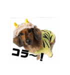 オタクのわんちゃんは茶色い犬ですね（個別スタンプ：1）