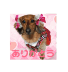 オタクのわんちゃんは茶色い犬ですね（個別スタンプ：2）