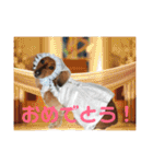 オタクのわんちゃんは茶色い犬ですね（個別スタンプ：4）