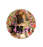 オタクのわんちゃんは茶色い犬ですね（個別スタンプ：5）