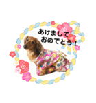 オタクのわんちゃんは茶色い犬ですね（個別スタンプ：6）