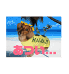 オタクのわんちゃんは茶色い犬ですね（個別スタンプ：7）